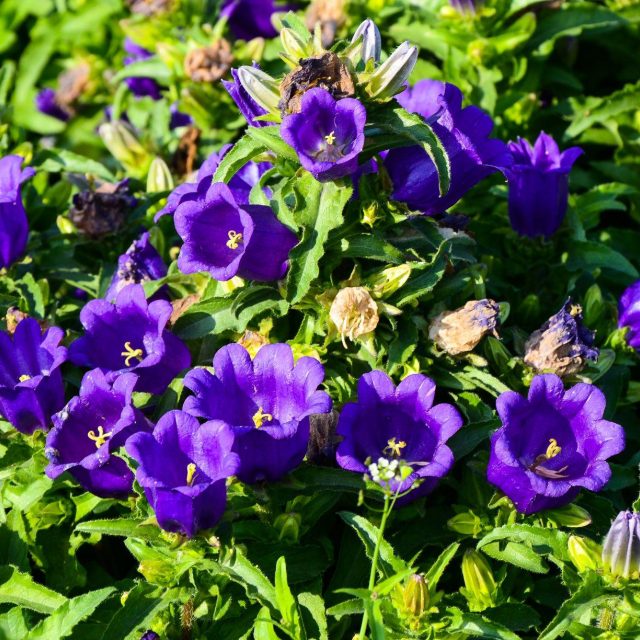 Saturday, 25 June, Fresh Flower Market - Glockenblumenmarkt
